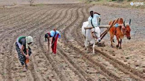 Kharif Sowing 