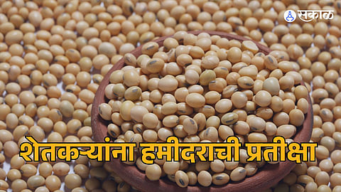 minimum support price of cotton soybeans tur is likely to increase know agricultural experts estimates marathi news  