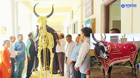  देशातला सर्वात मोठा गजा बैल देणार  मृत्यूनंतरही प्रेरण; नेमक काय आहे कारण!