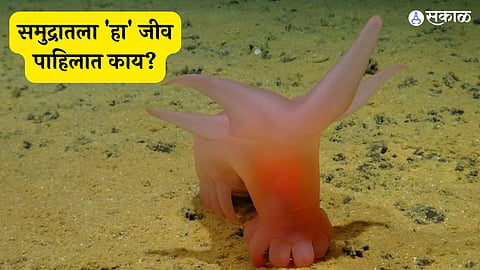 Scientists Discover Astonishing New Species in Ocean's Abyss
