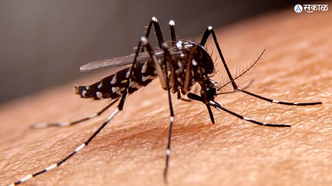 nashik Dengue Update 