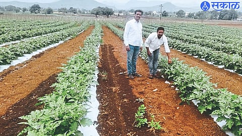 Agriculture Cultivation of brinjal flourished on muddy soft soil 