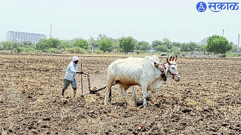 Farmer plowing the field.
