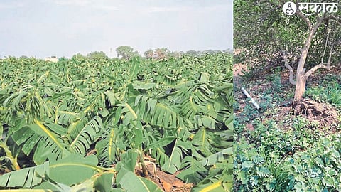 A ruined banana garden in Shivar.
Uprooted lemon tree.