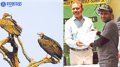 Critically Endangered Indian vulture and red-headed vulture on the same tree.