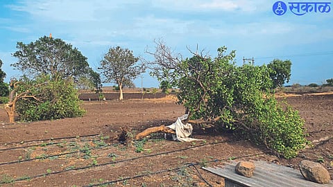 Damage caused by uprooting of lemon trees planted in fields due to stormy winds in Shiwar.