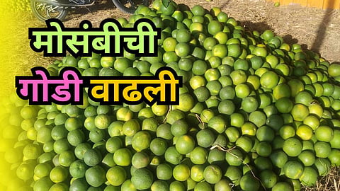 Mosambi Fruit