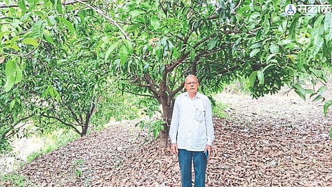 A successful experiment by farmer Eknath Bhor by growing a saffron mango orchard in 4 acres of rocky land at Janori.