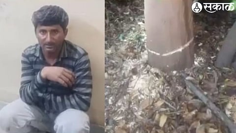 Accused cutting sandalwood tree and cut sandalwood tree at Udan Garden