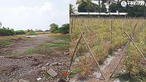 Goi riverbed in the taluka is dry. Effect of heat on crops.