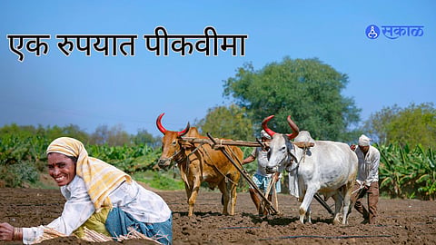 PM Fasal Bima Yojana: गुड न्यूज, राज्यातील शेतकऱ्यांना यंदाही मिळणार एका रुपयात पीक वीमा
