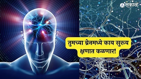 Neuroscientists Discover How the Brain Predicts Future Actions