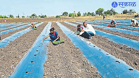 Farmers planting chilli plants on soil beds covered with plastic in Shiwar