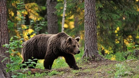 Bear in Chandoli National Park