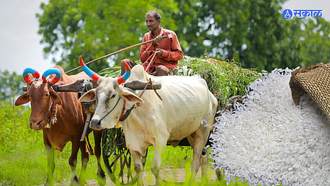 Konkan Rice Farming: जिल्ह्यात यंदा ६३ हजार हेक्टरवर भात लागवड,  दमदार पावसामुळे रोप पुनर्लागवड सुरू