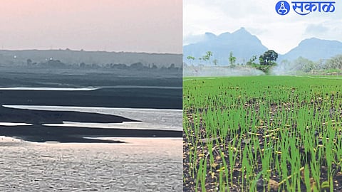Remaining dead water in Ozarkhed dam.Prepared rice seedlings.