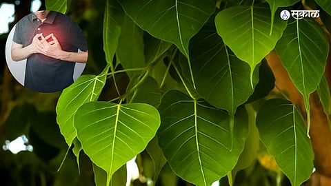 Peepal Tree 
