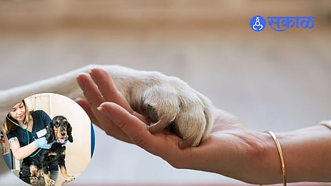 Monsoon Pet Care: 