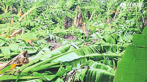 A crop of bananas lying down due to wind