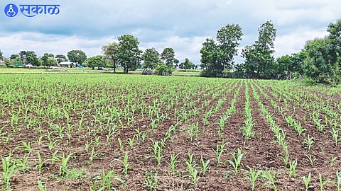 Maize Crop 