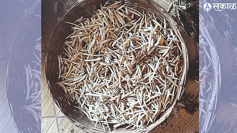 White Musli