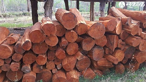 Khair wood smuggling