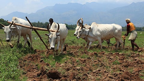 Kharif Season
