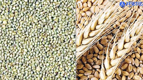 wheat and millet 