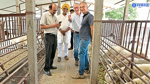 Goat Project 