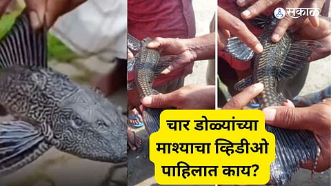 Assam : Karimganj Residents Discover Rare Four-Eyed Fish Amid Flood Waters
