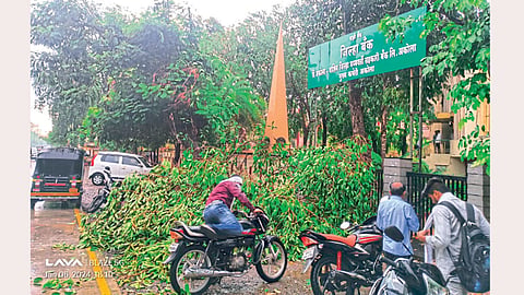 Tree Collapse in Akola 