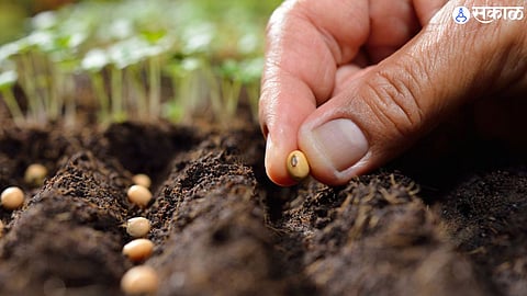 Seed festival 