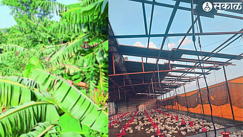 Damage to banana crops due to pre-monsoon storms. Chicken shed leaves blown in a storm.