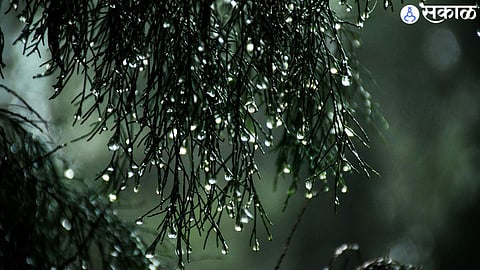 akola rain farmer got affected in farming monsoon weather forecast