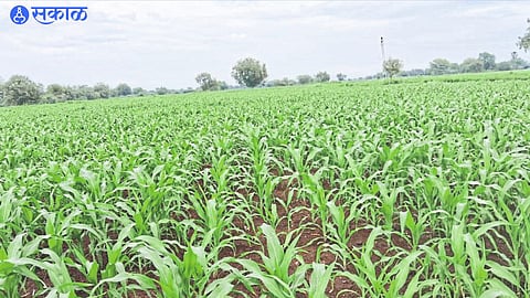 Maize crop wilted due to continuous rains.