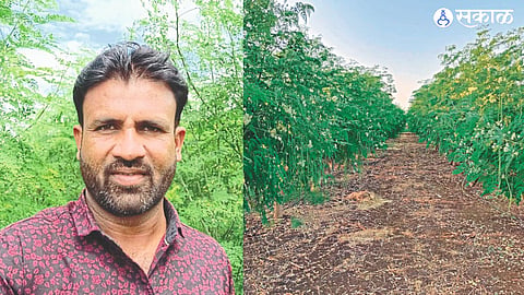 Bhupesh Deore's farm in Shiwarat is a flourishing field of fenugreek

