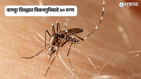 Nagpur Chikungunya Update 