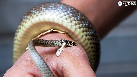 snake friend gave his friend a poisonous snake on birthday nagpur