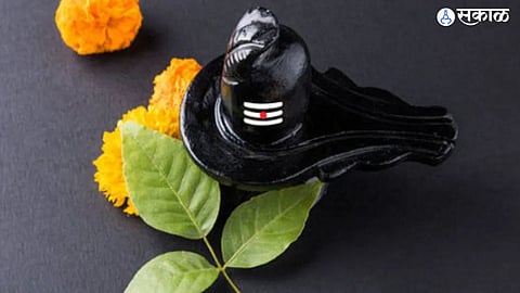 Shravan Which plant besides bel patra is loved by Lord Shankara 