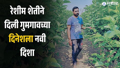 dinesh lokhande silk farming 