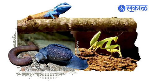 India recently recorded total of 104561 species of animals first country in the world 