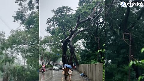 municipality neglects trees that fall anytime lives of students are in danger Ulhasnagar school