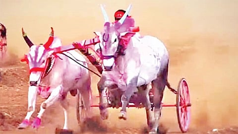 Bullock Cart Competition