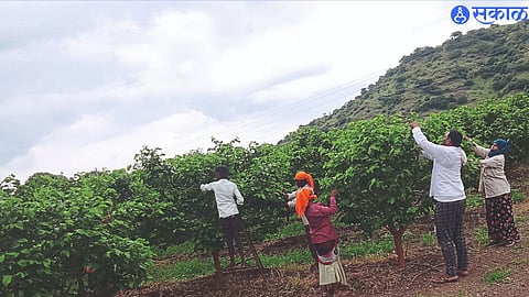 orchard of Custard apple 