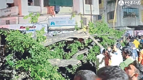 A fallen tree on the road