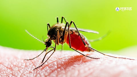  मोखाडा तालुका डेंग्युच्या विळख्यात, खाजगी दवाखाने हाऊसफुल्ल   