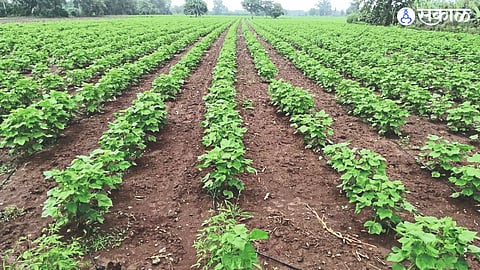 Cotton crop flourished due to satisfactory rains for three days.
