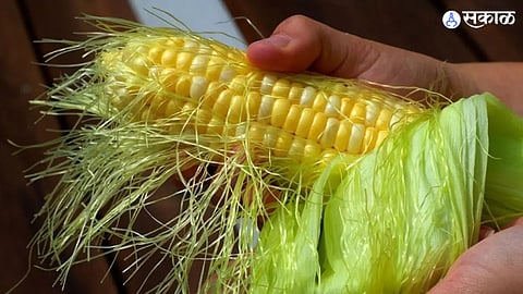Corn Silk Benefits 