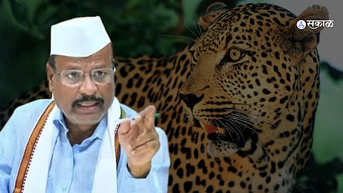 Leopard escapes from Sambhajinagar Abdul Sattar reacts
