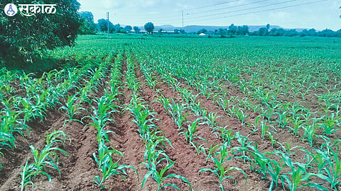 Maize crop in good condition